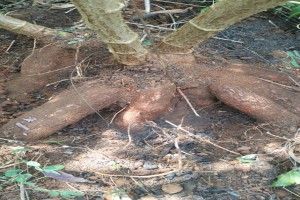 RAW CASSAVA HYBRID SPECIE from Cameroon